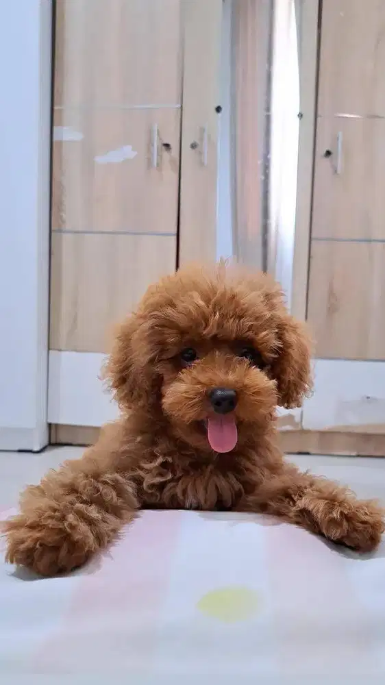open adopt toy poodle