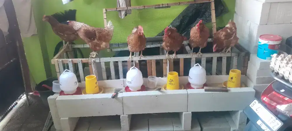 Ayam petelor merah