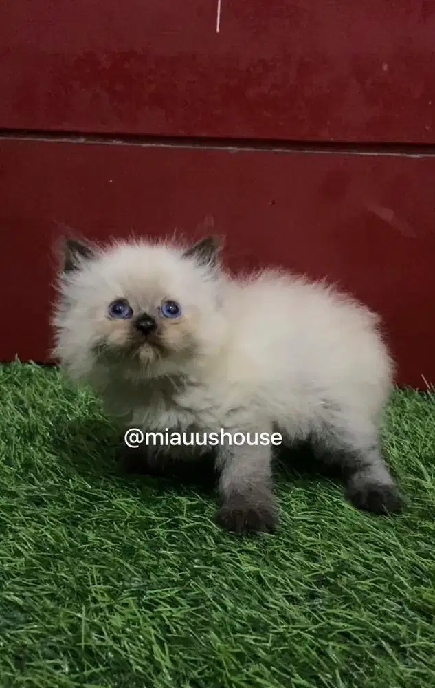 KITTEN HIMALAYA SEALPOINT