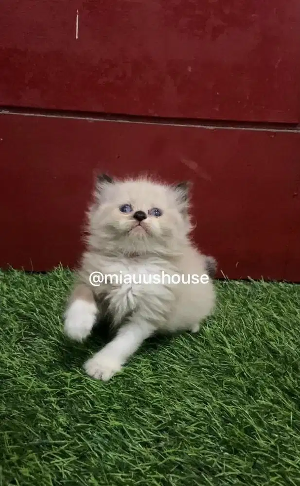 KITTEN HIMALAYA SEALPOINT