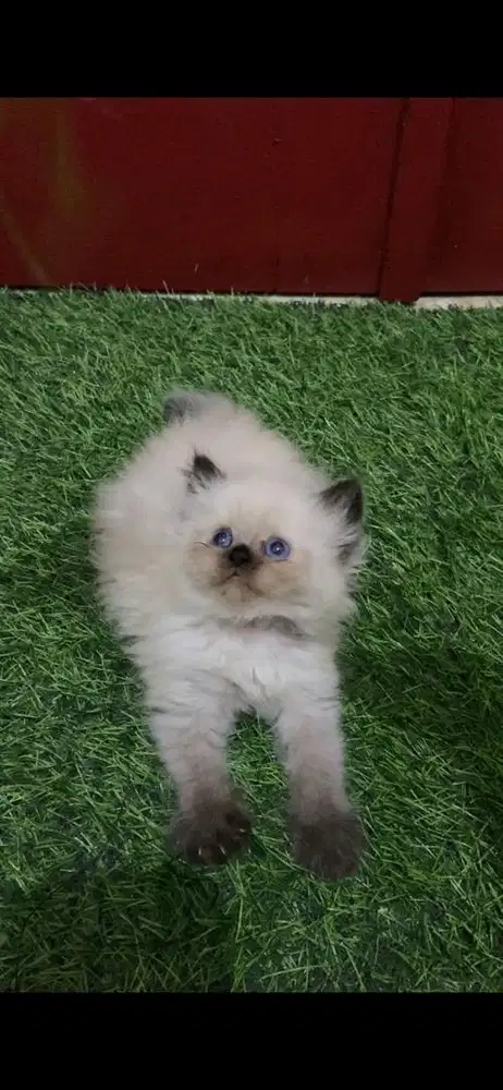 KITTEN HIMALAYA SEALPOINT