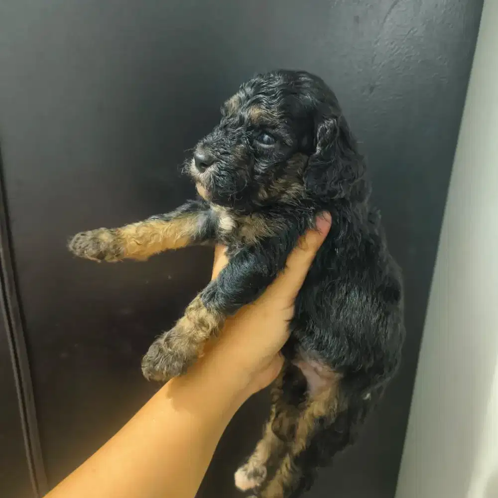 poodle phantom jantan