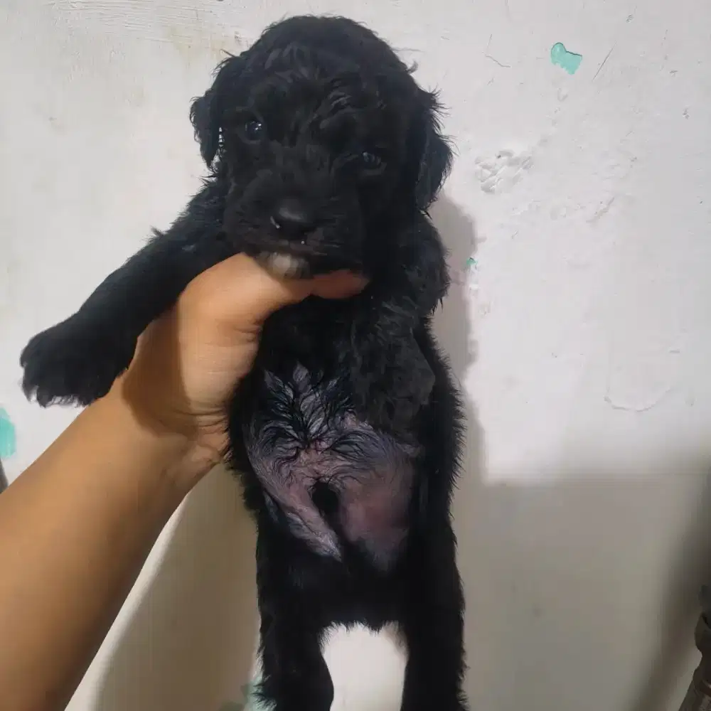 poodle jantan hitam pekat