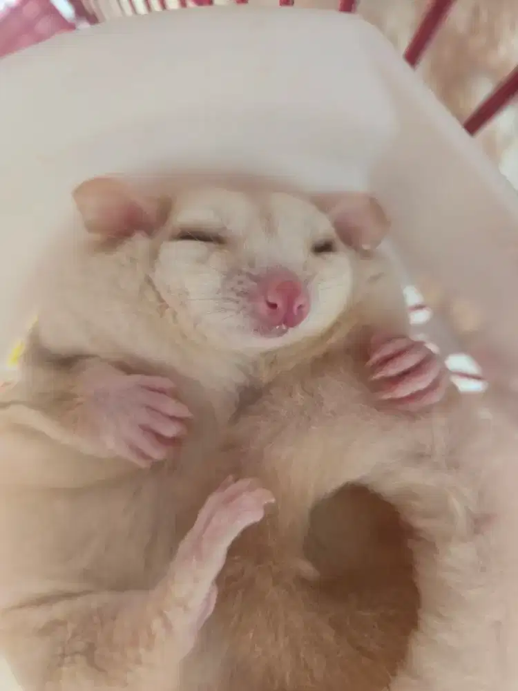 Sugar Glider Cremino
