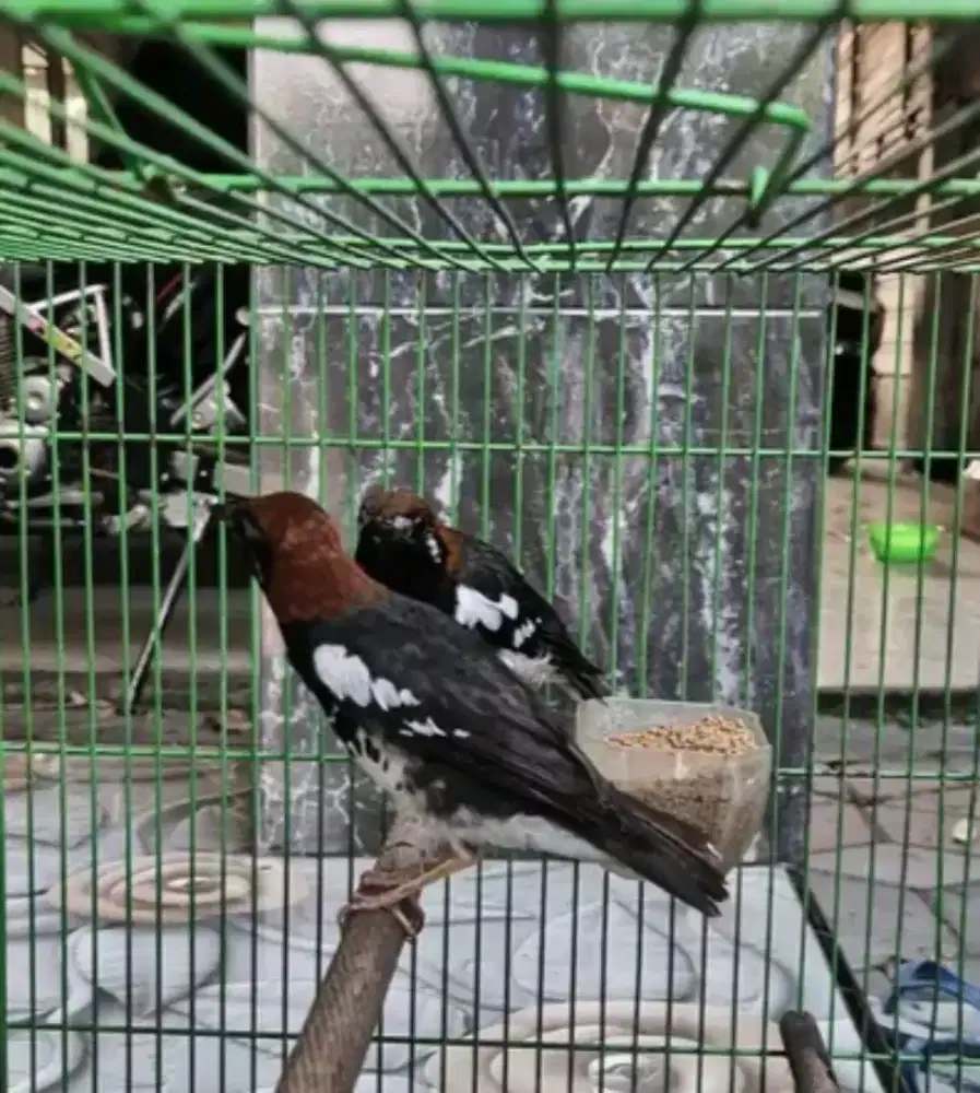 sepasang anis kembang 2x produksi