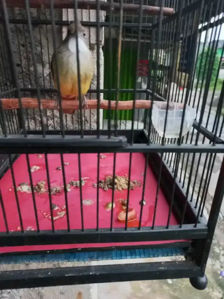 cucak jenggot betina nelor tanpa jantan