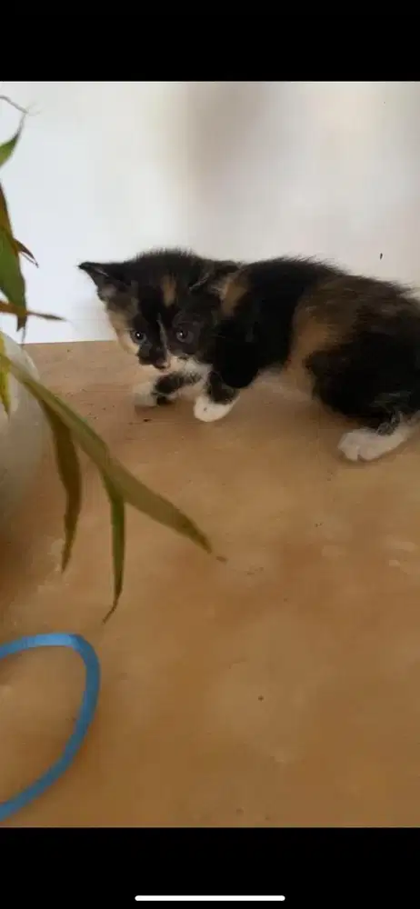 Kitten mixdome tortie betina