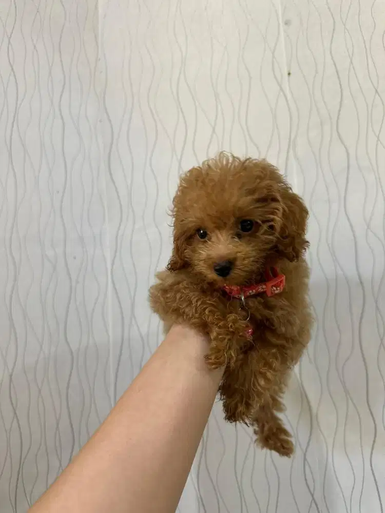 Tiny Toy Poodle Female