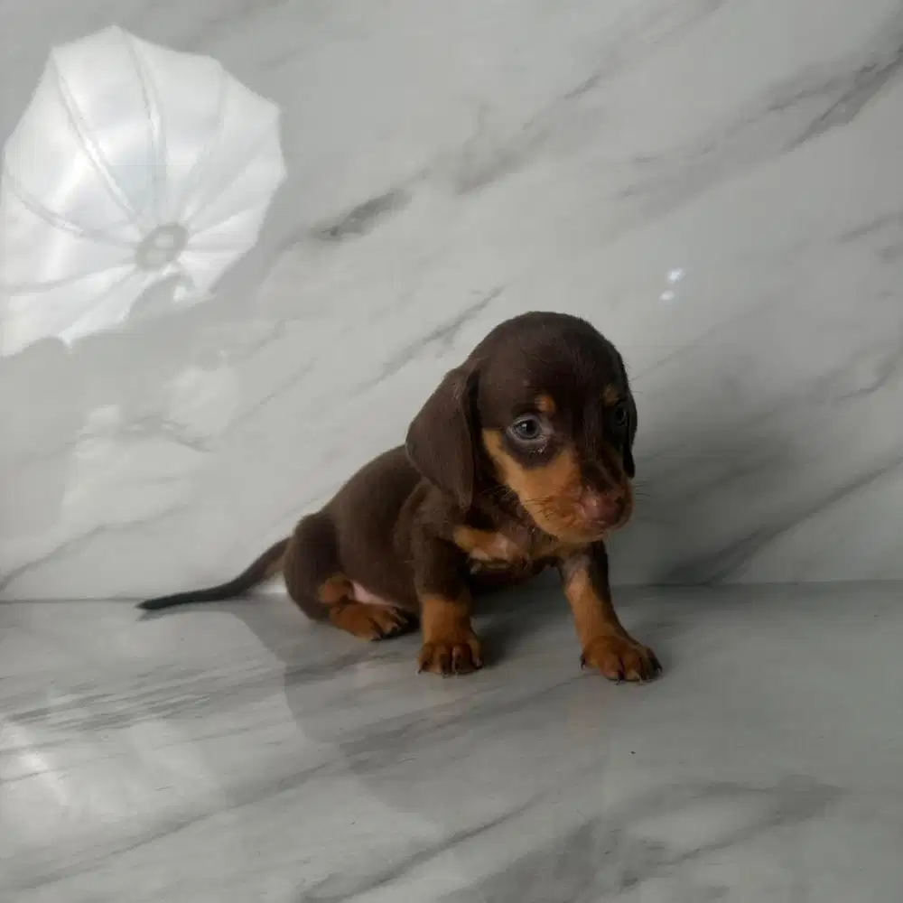 DICARI KENNEL BOY BERPENGALAMAN