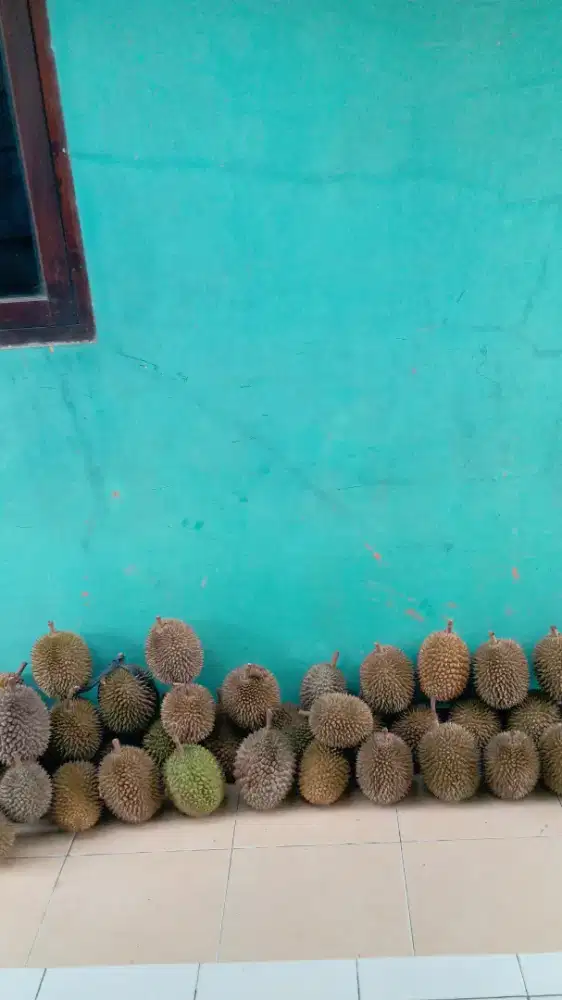 Durian baduy dan Rumpin