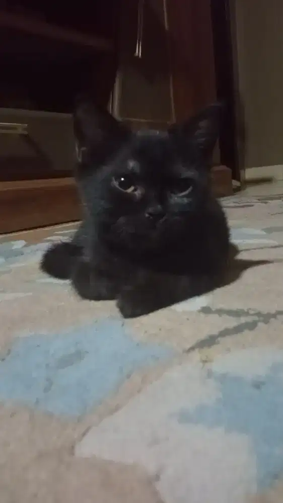 Kitten British Shorthair