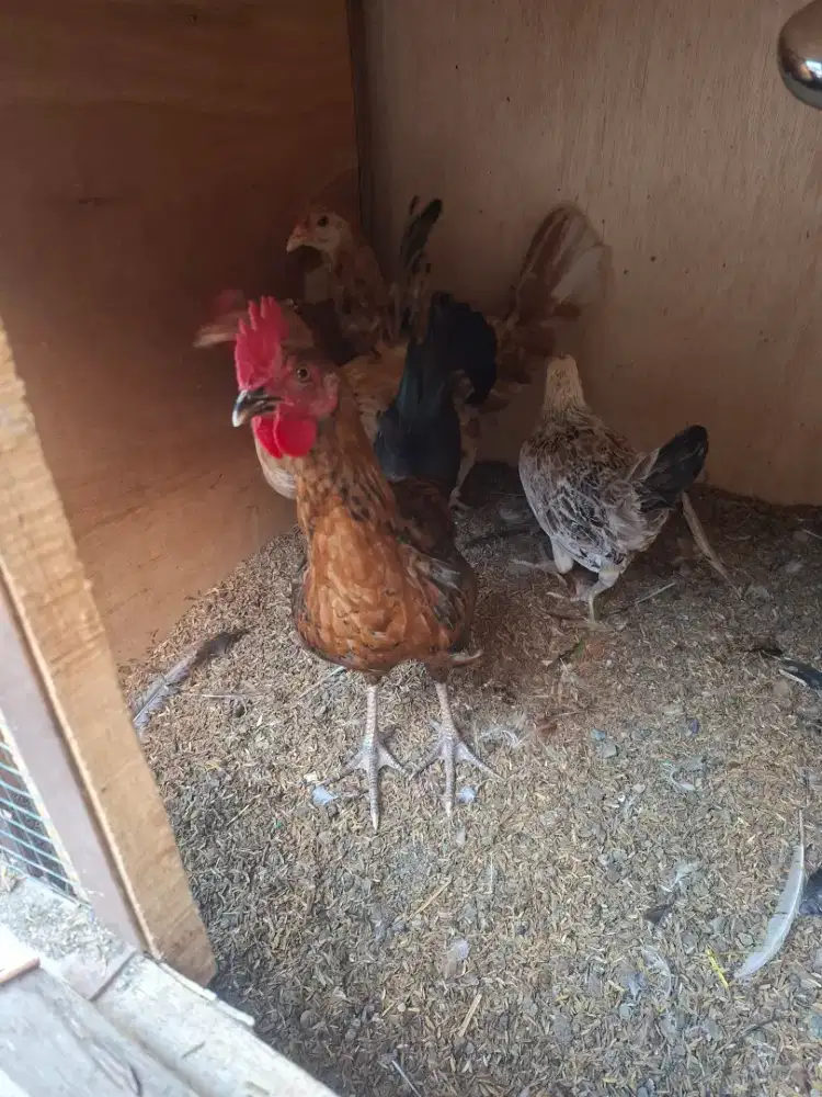 Ayam elba 4 bulanan