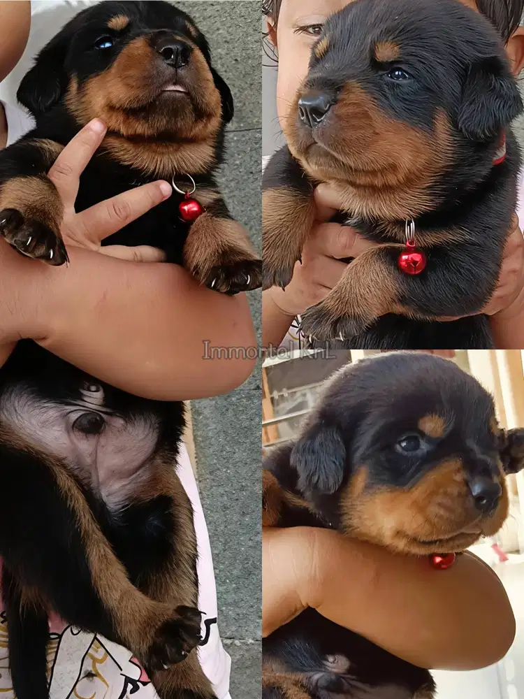 Rottweiler Male Female