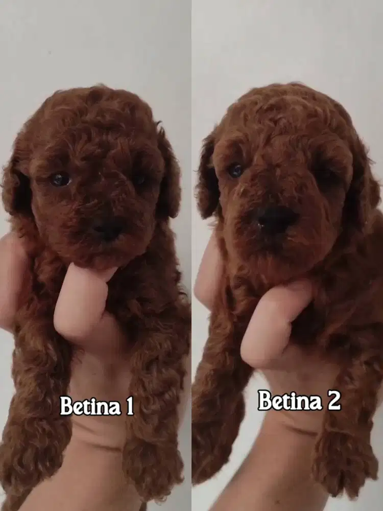 Poodle toy Betina Stamboom harga terbaik