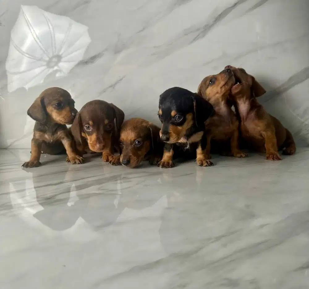 DIJUAL TEKEL DACHSHUND NON STAMBUM