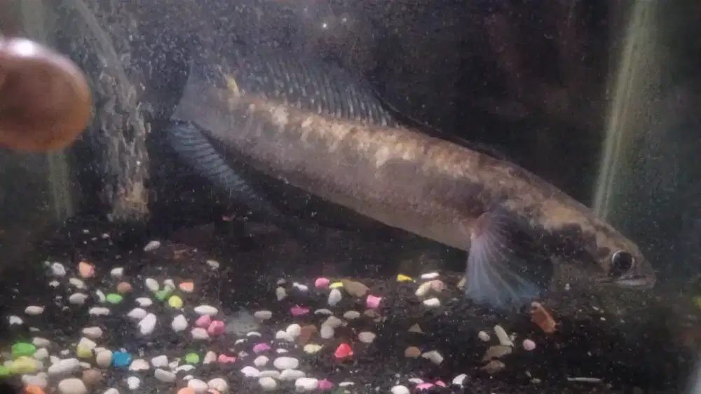 Jual Ikan chana ys