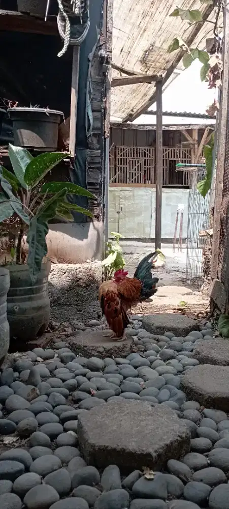 Serama jantan dewasa