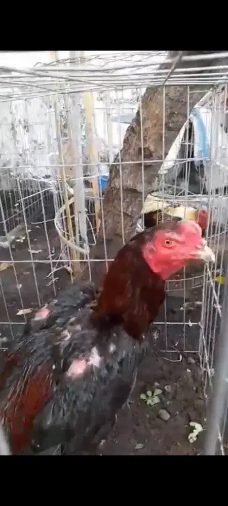 AYAM BANGKOK SELATAN