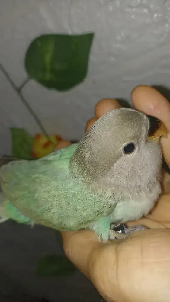 Lovebird NK jinak