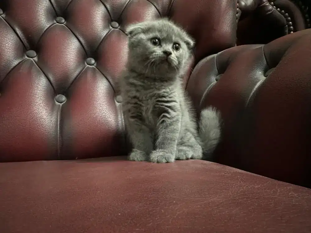 Kitten Scottish Fold