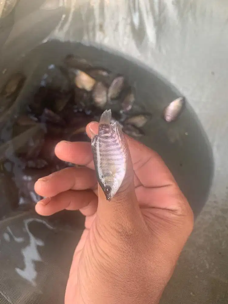 bibit gurame soang