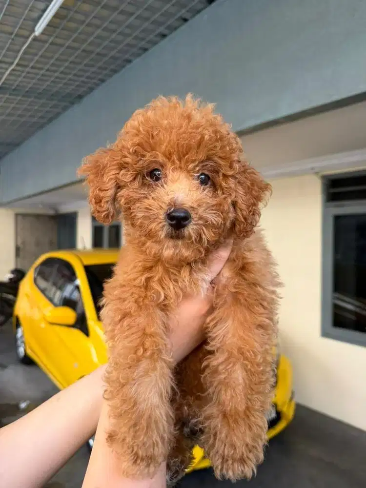 Jual Cepat Anjing Usia 3,5 Bulan + Kandang