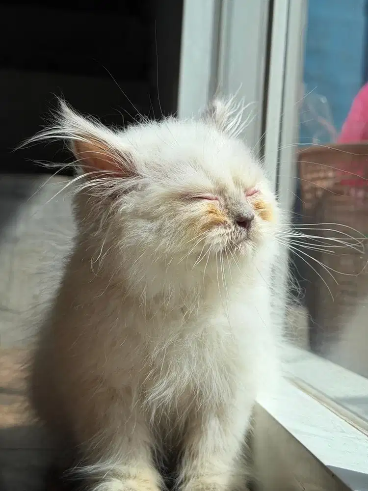 British longhair Jantan