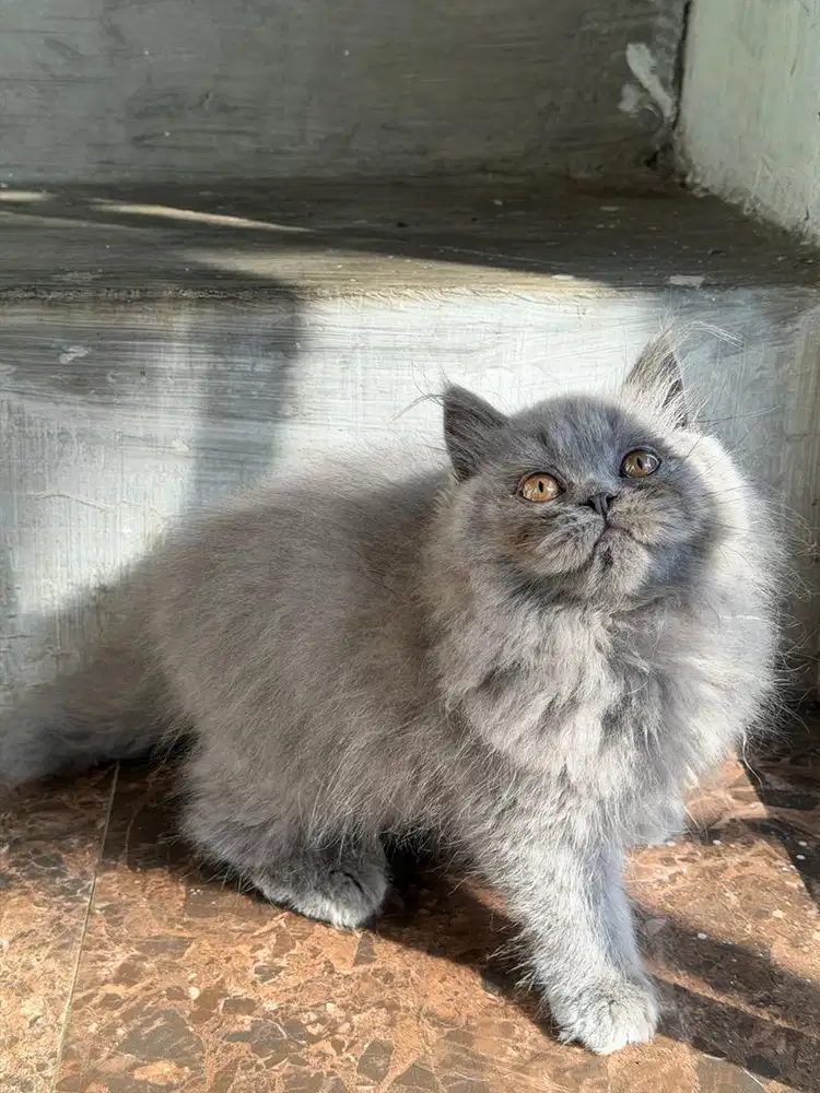 British longhair beti
