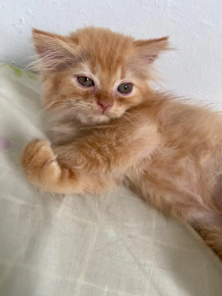 kitten mix bsh dan peaknose