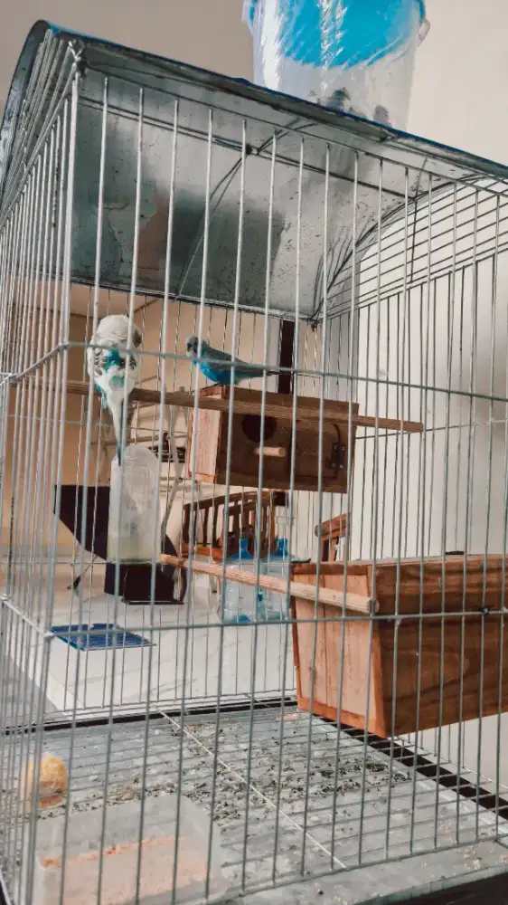 Parkit Sepasang Produksi