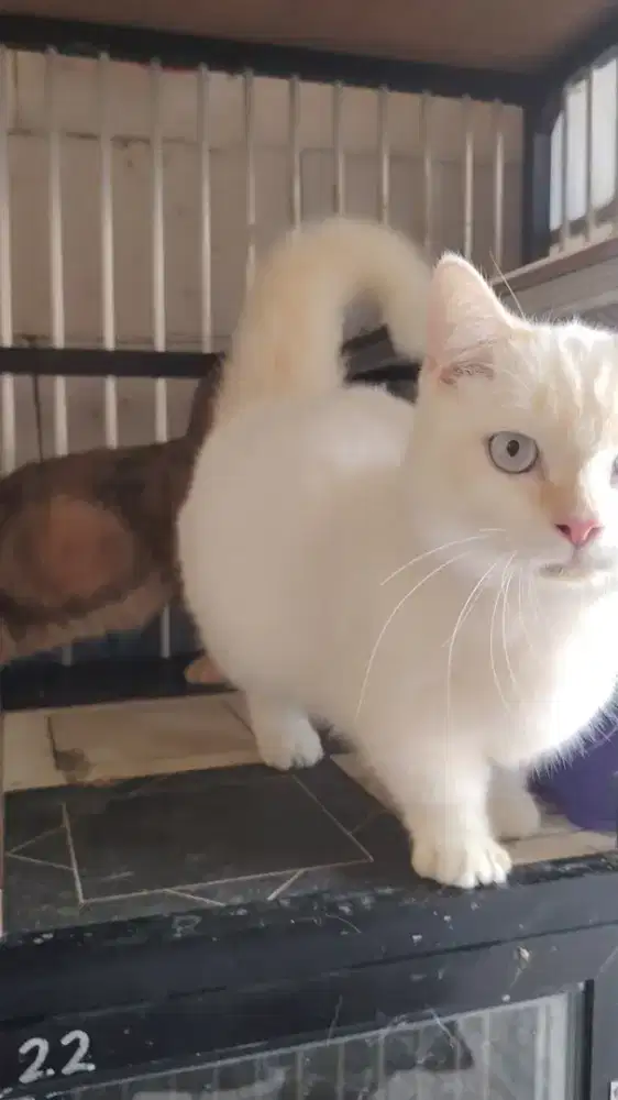 BSH munchkin kaki minus