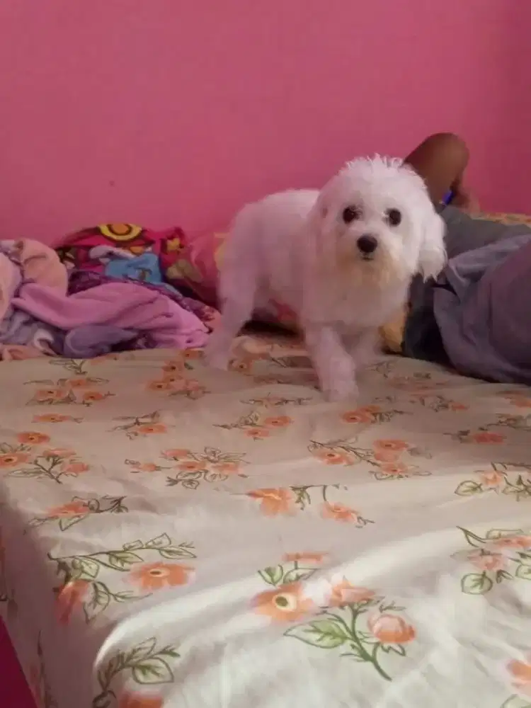 Dihibahkan Anjing betina Bichon HIBAH