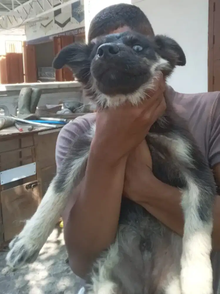 HUSKY MIX MALAMUTE