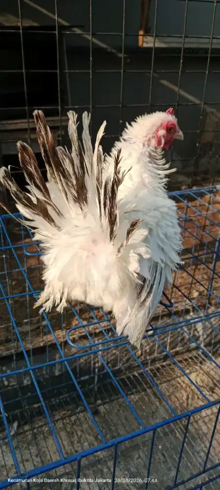 Ayam kate indukan betina