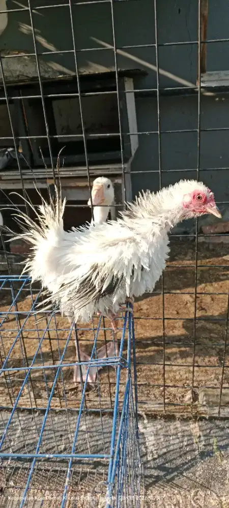 Ayam kate betina siapan
