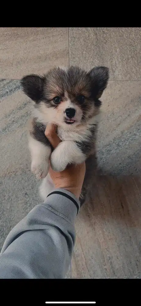 Puppy & indukan corgi