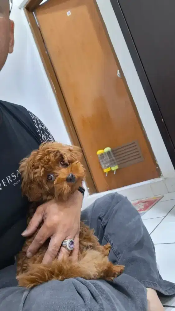 Poodle, betina, usia 2 bulanan