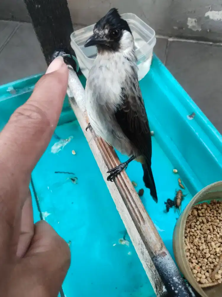 Jual burung tilang rajin buyi brisik jnak fullset tingal taro aj
