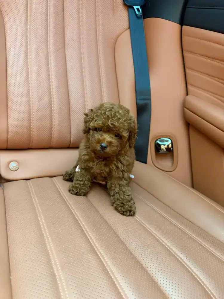 Poodle tinny fawn umur 2 bln stambum betina super keren bulu lebat