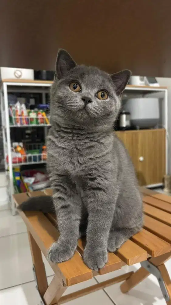 Kucing BSH Kitten Betina Blue Solid (British Short Hair)