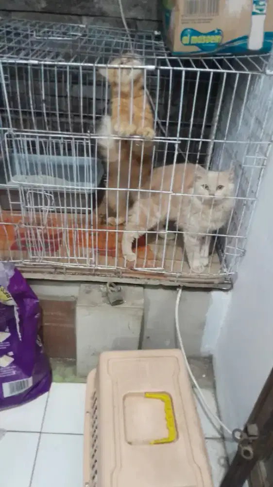 Lepas adopt 5 Kucing