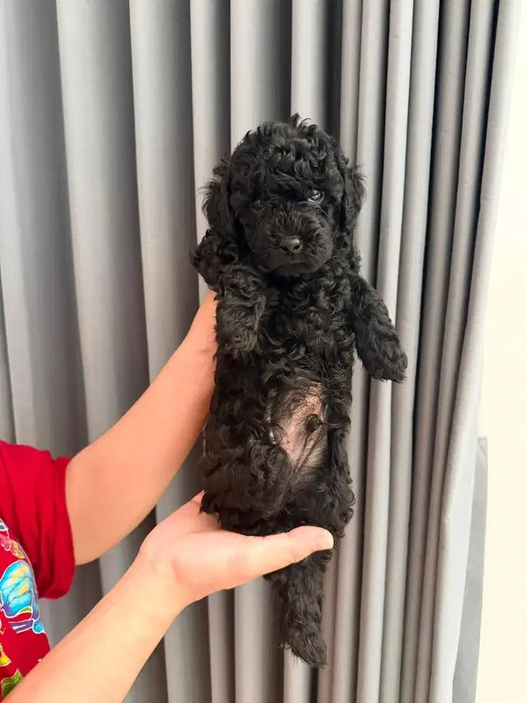 Jual anjing poodle