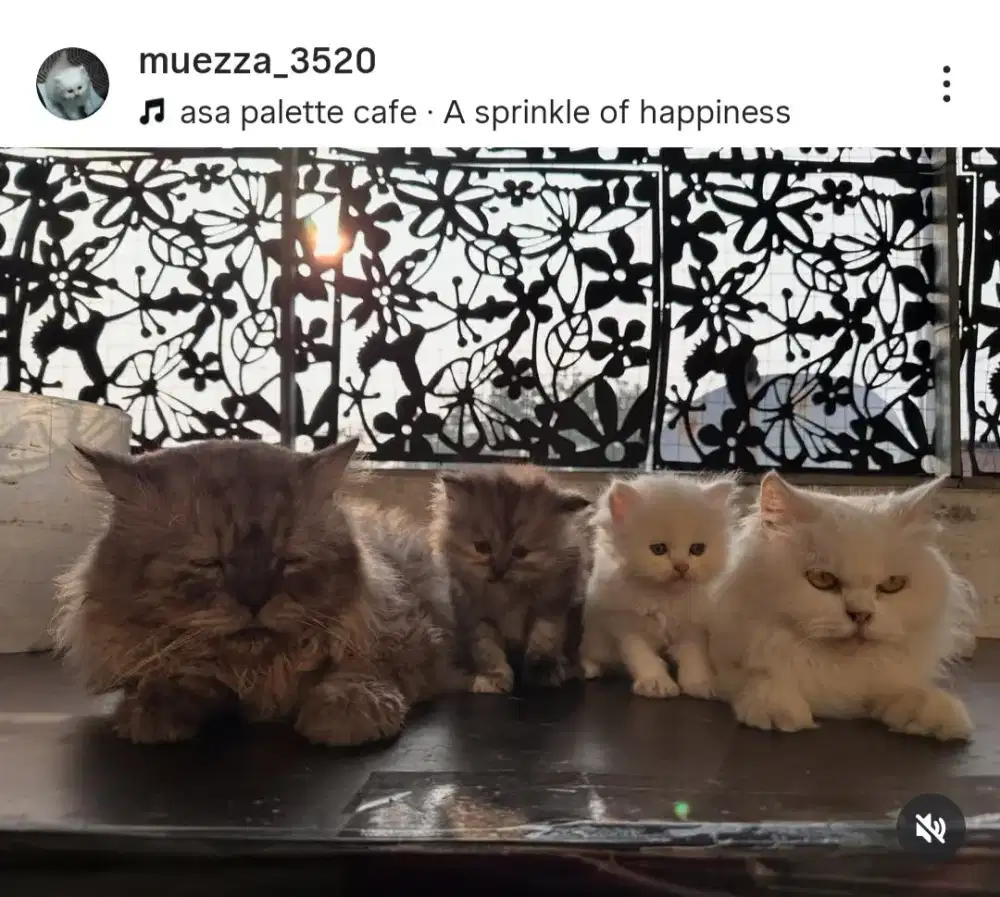 Kitten Persia warna abu2 Betina