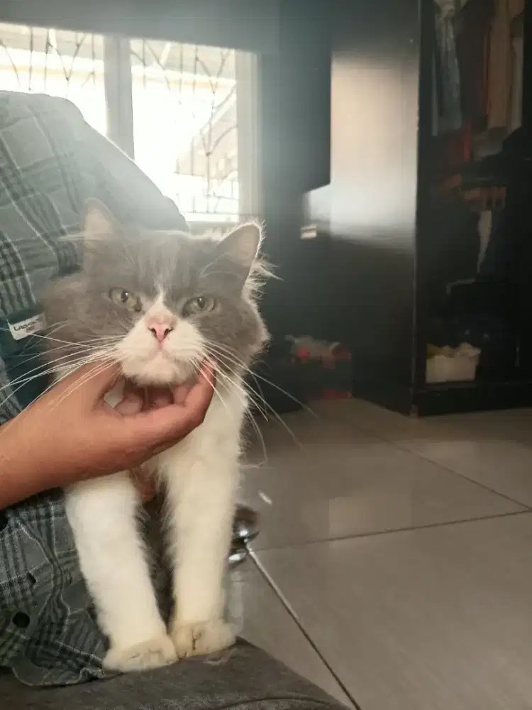 Open adop kucing jantan