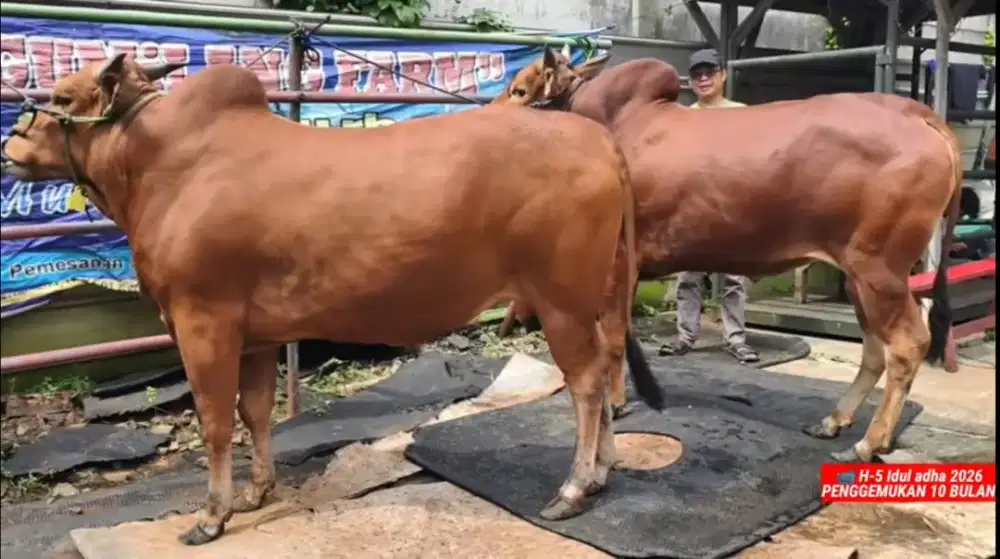 SAPI QURBAN TABAQUR 2027