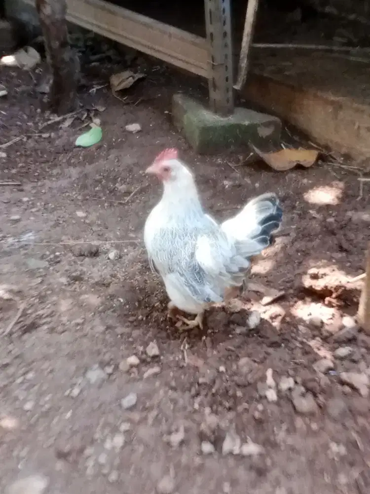 Ayam Kate betina + pitik 1