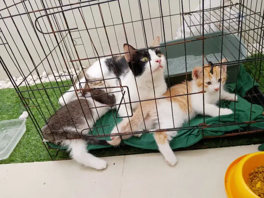 Kucing Calico mix