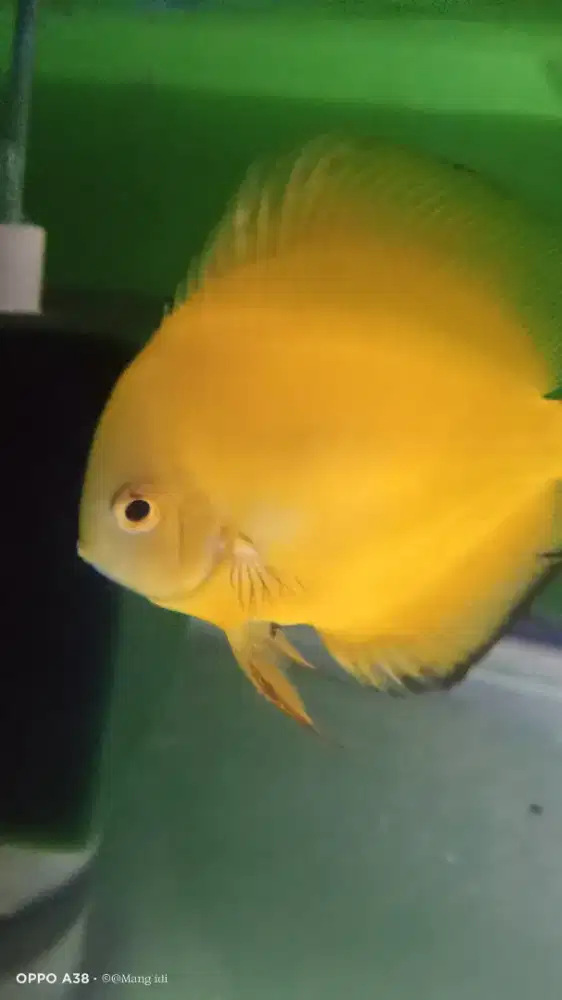 Ikan discus golden