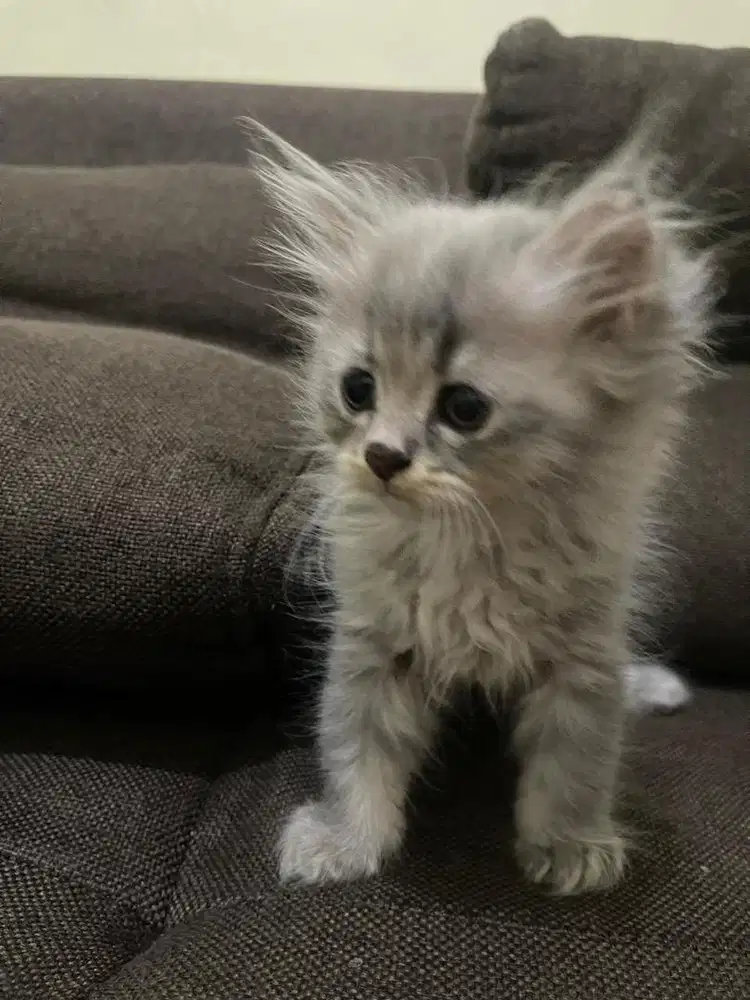 Open Adopt serius !!! Kucing kitten Long Hair Persian Usia 2 bulan
