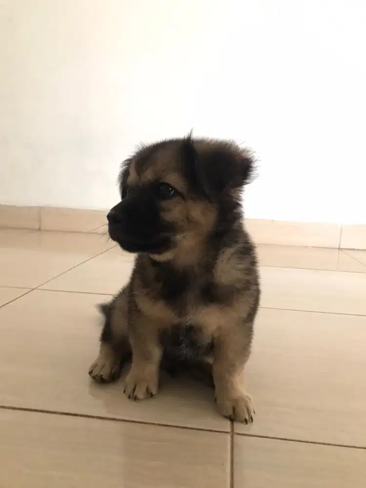 open adopt anjing mix lokal